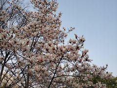 -新虹桥中心花园