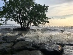 -宝安西湾红树林湿地公园