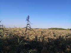 -西青郊野公园