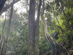 -西双版纳原始森林公园
