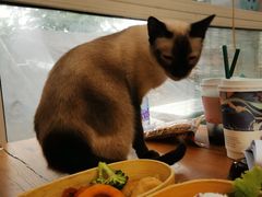-猫小院猫主题咖啡厅(北锣店)