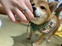 -逗柴咖啡屋·狗咖猫咖宠物桌游