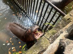 -海南热带野生动植物园