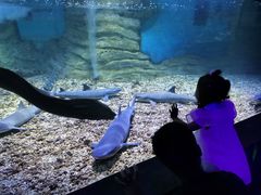 -秦皇岛乐岛海洋王国