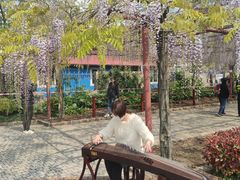 -嘉定紫藤园
