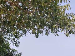 -潜山国家森林公园