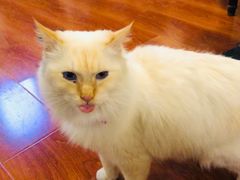 -猫小院猫主题咖啡厅(北锣店)