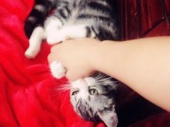 好爱我-Bastet sally猫舍购宠(静安店)