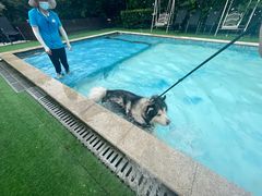 -汪说喵讲宠物乐园宠物酒店(红星美凯龙店)