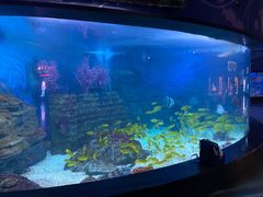 -烟台海昌鲸鲨海洋公园