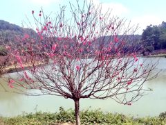 -南国桃园旅游度假区