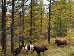 -莫尔道嘎国家森林公园