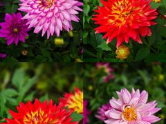 -花开海上生态园