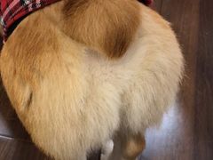 -柯斗斗主题餐厅·狗咖·围炉煮茶·茶饮(国瑞升平里店)