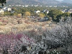 -香雪海