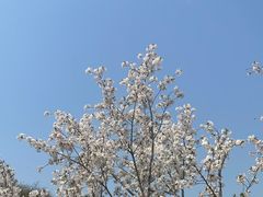 -羊山湖公园
