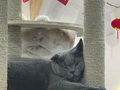 -喵园·猫主题咖啡厅·撸猫·猫咖(国贸店)