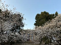 -武汉大学-樱园