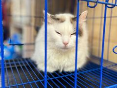 -青石桥花鸟鱼虫市场(叠翠城店)