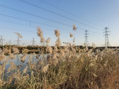-大港湿地公园
