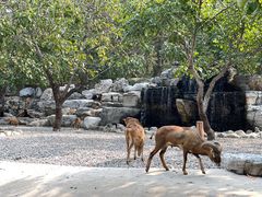 -北京野生动物园