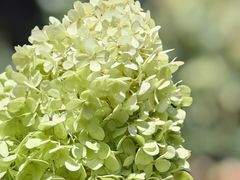 -贵州省植物园