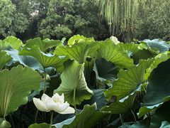 -莲池书院博物馆