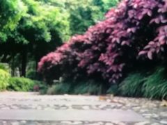 -韶山毛泽东同志故居