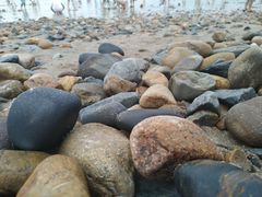 -八婆婆烧仙草(曾厝垵店)