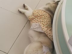 -怪兽屋·羊驼·猫咖·狗咖(俊华广场店)