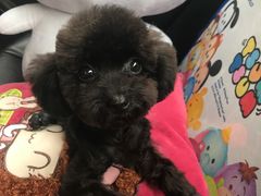 -翊宠yipet猫狗购宠庄园犬舍•猫舍