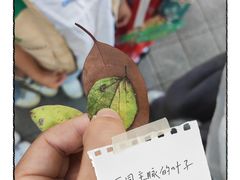 -中国福利会少年宫