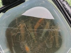 -DGE季风钓虾营地·团建·聚会