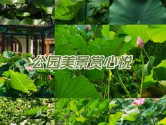 -莲湖公园