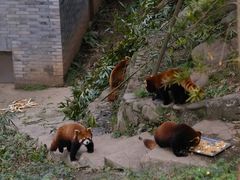 -都江堰中华大熊猫苑
