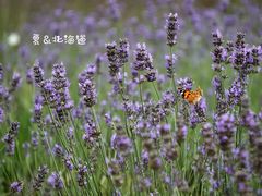 -富田农场