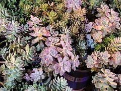 -山菌美食苑(振兴路店)