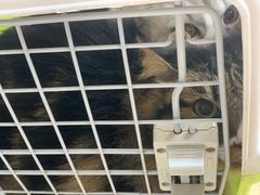 -伟伟宠物医院·CT影像中心·瑞派犬猫综合性门诊(汉口总院)
