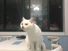 -喵的天空名猫咖啡馆·撸猫·猫舍·用品