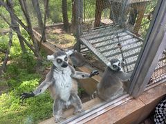 -哈尔滨北方森林动物园