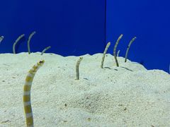 -上海海洋水族馆