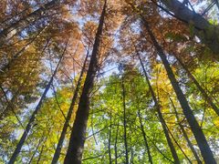 -桤木河湿地公园