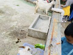 -前小桔亲子创意农场·草莓采摘·露营烧烤