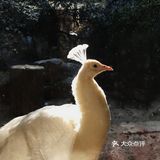 冬天来杭州动物园也有意思