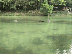 -靖西鹅泉风景区