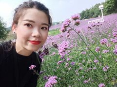 -大塘金香草谷