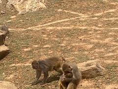 -石家庄市动物园