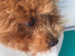 -博特宠物医院24h犬猫全科.骨科·异宠