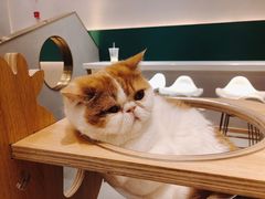 -飞行喵MR PILOT|猫舍·猫咖(静安大融城店)