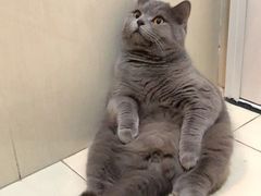 -喵zoo家庭繁育猫舍(尖东智能花园店)